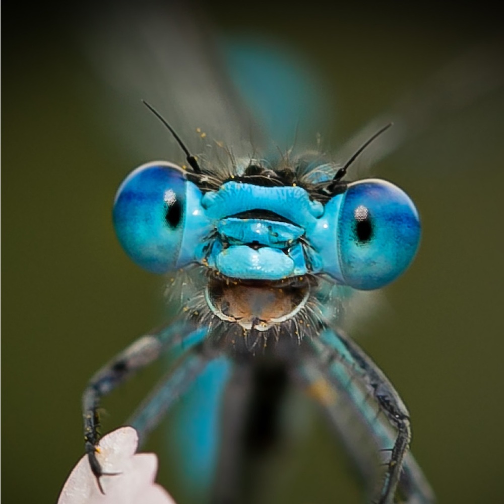 Meet your Posher, Annette